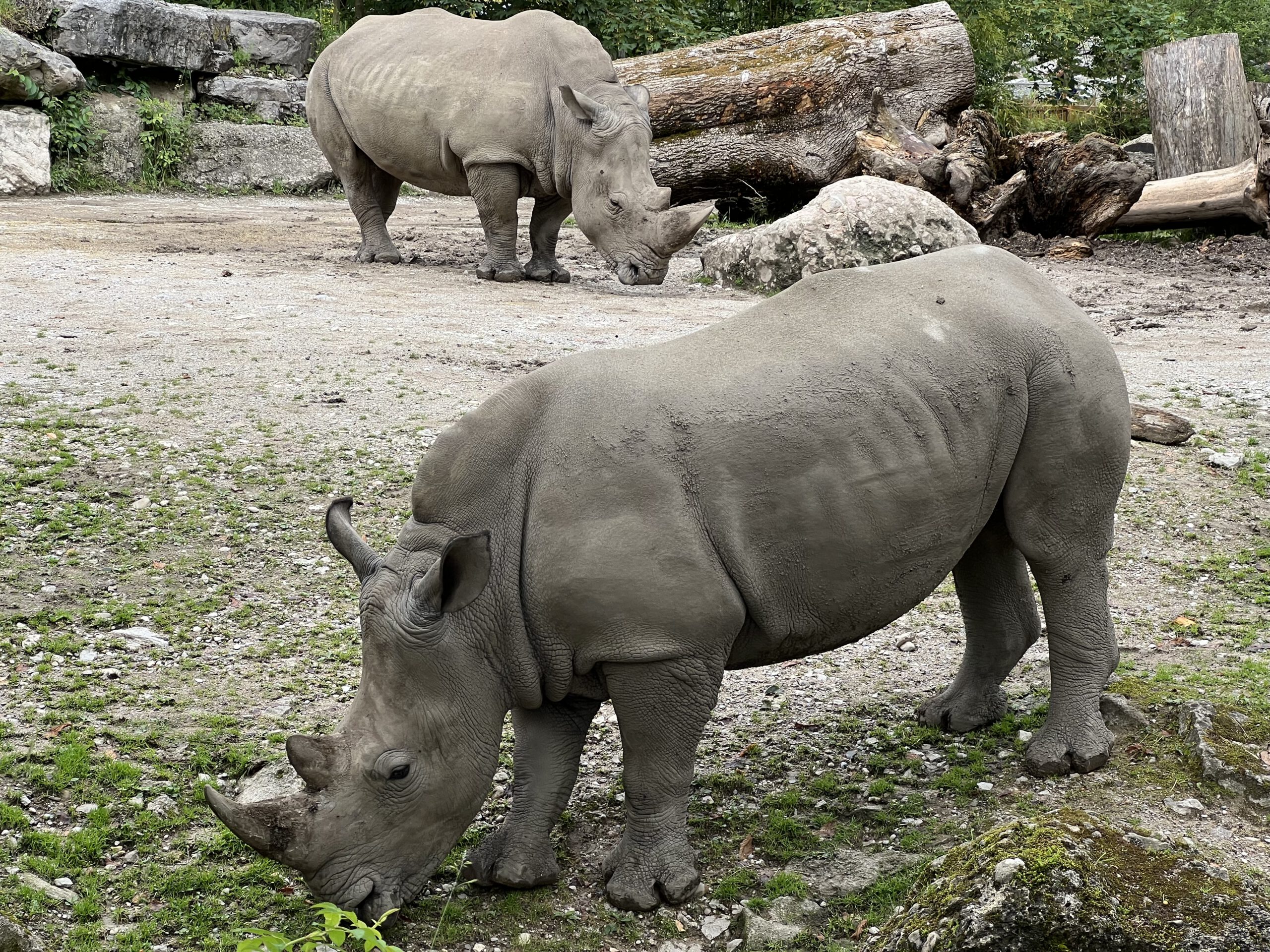 You are currently viewing Zoo Salzburg Hellbrunn